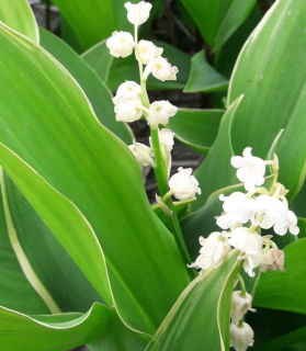 Convallaria majalis 'Hofheim'